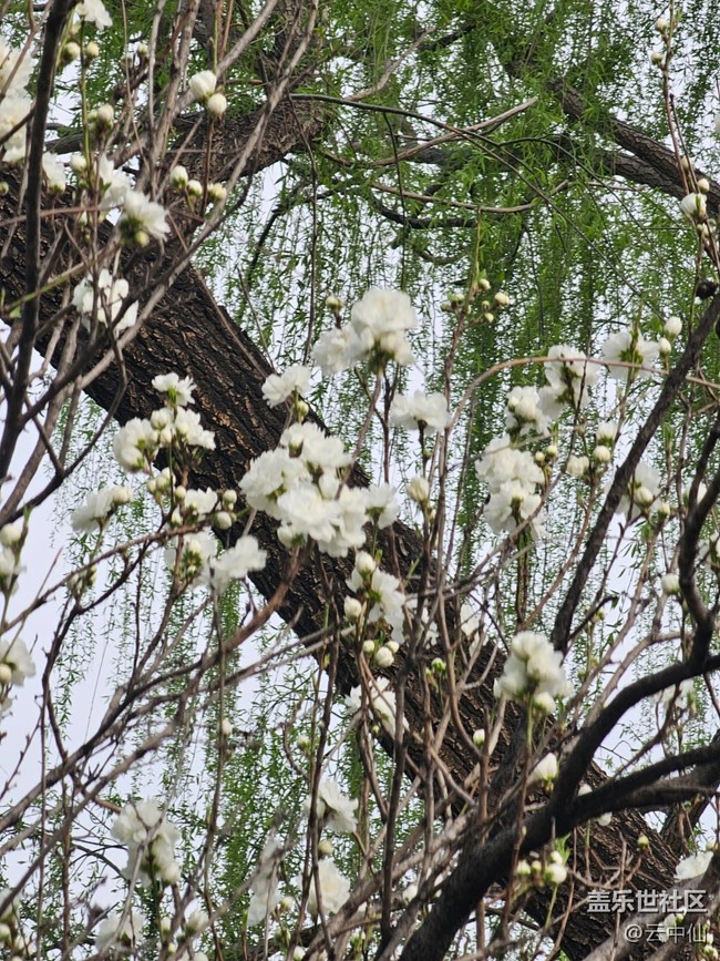 【拈花拾趣】隨手拍花