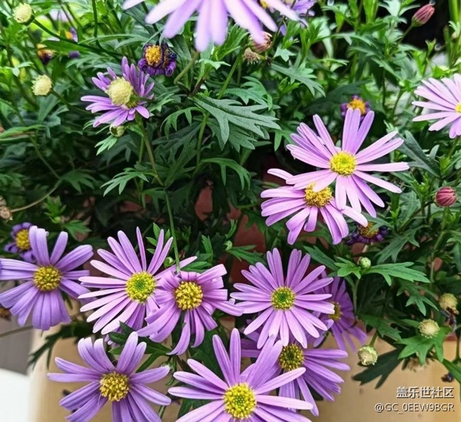 【春日盛景】花有約