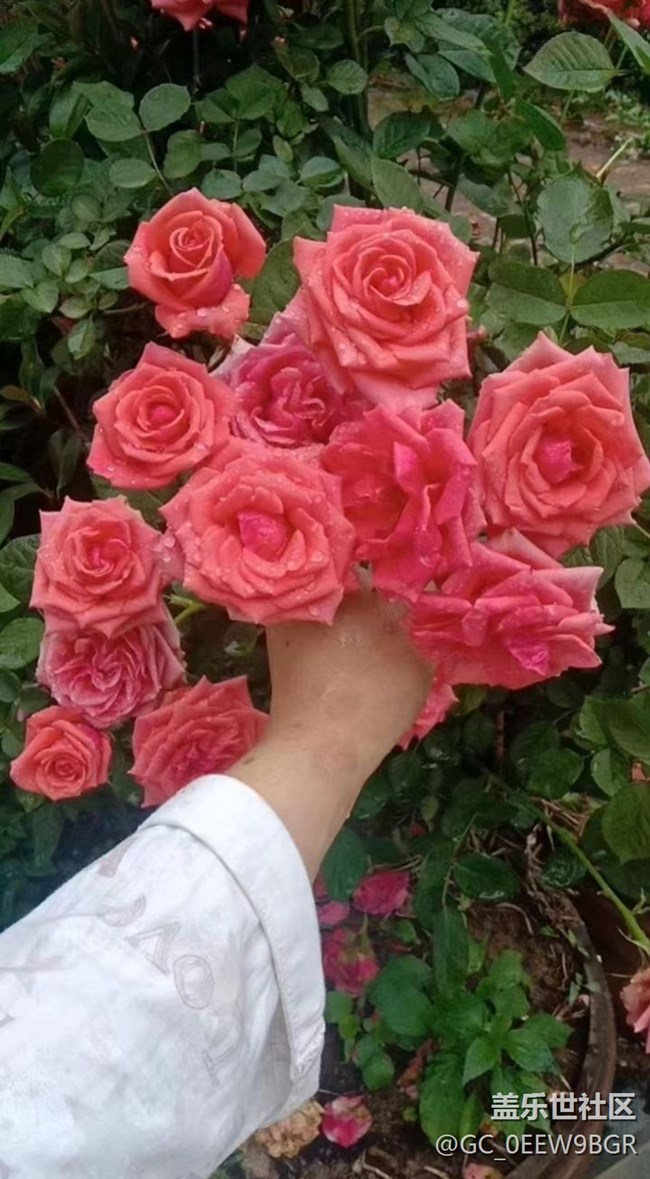 【春色撩人】種花