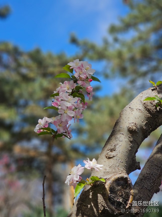 【拈花拾趣】小花