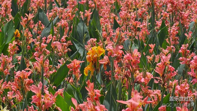【花花世界】美人蕉開了