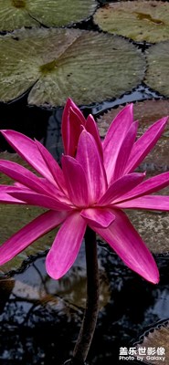 三星手機隨手拍