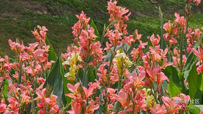 【花花世界】美人蕉開了