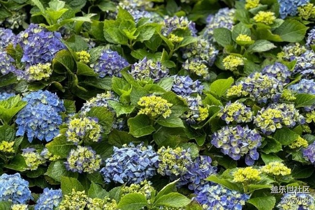 【春日盛景】百花香