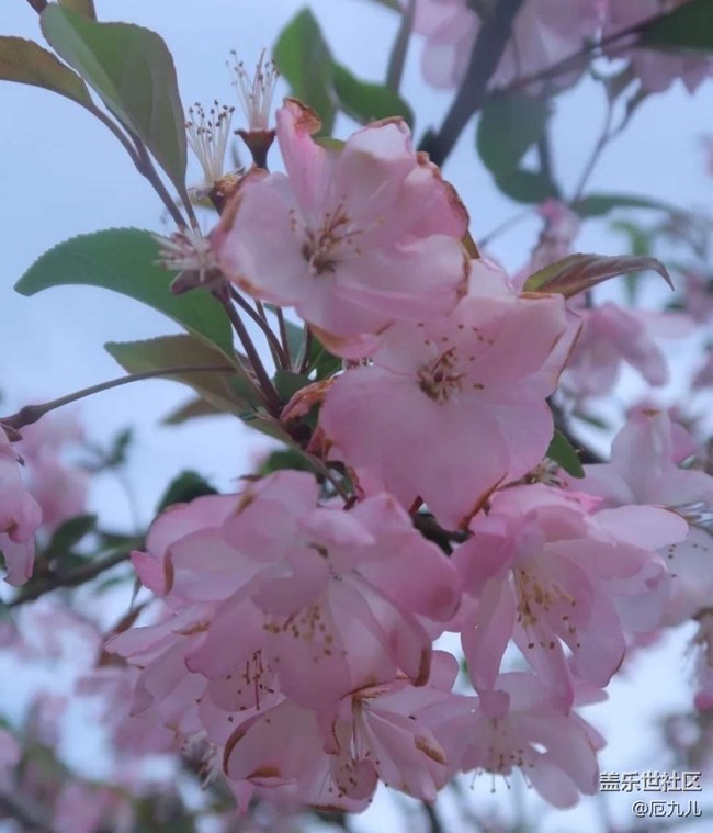 【春日盛景】百花香