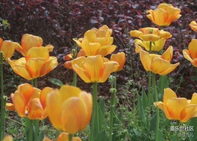 【春日盛景】百花香