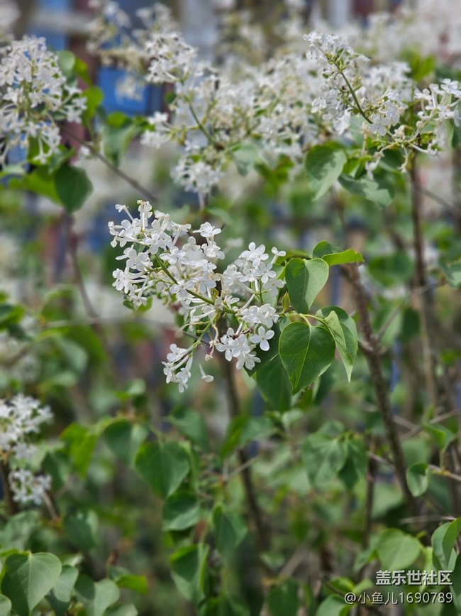 【拈花拾趣】小花