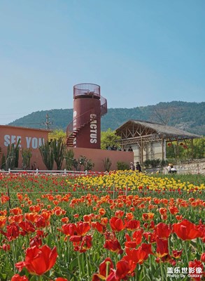 【拍有創(chuàng)意】+郁金香