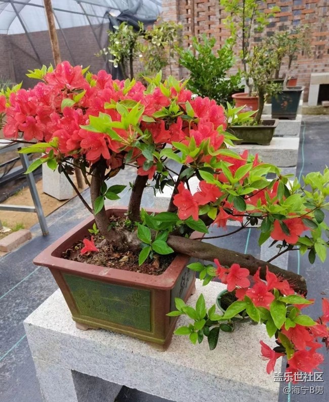 【Galaxy影像】#踏青+盆景