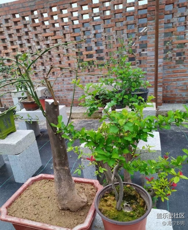 【Galaxy影像】#踏青+盆景