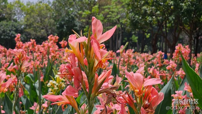 【花花世界】美人蕉開了