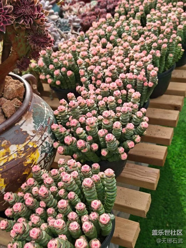 【Galaxy影像】#踏青+游玩