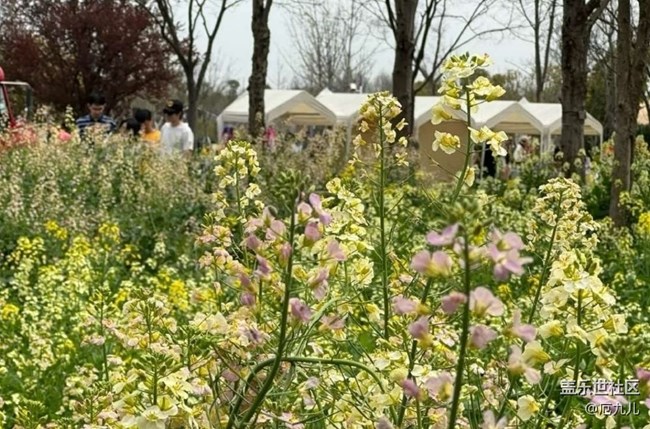 【春日盛景】百花香