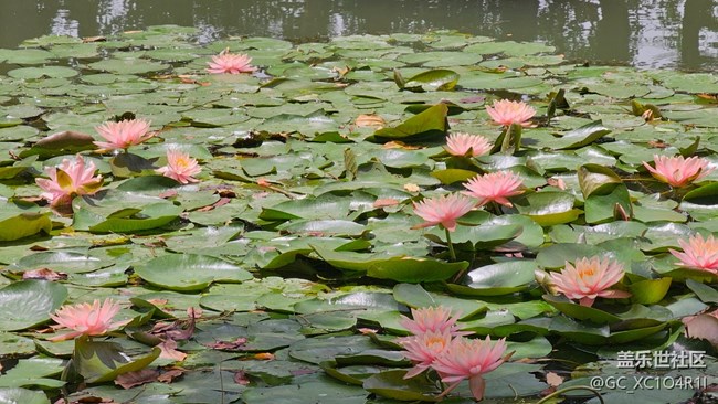 【Galaxy影像】#踏青+戶(hù)外游