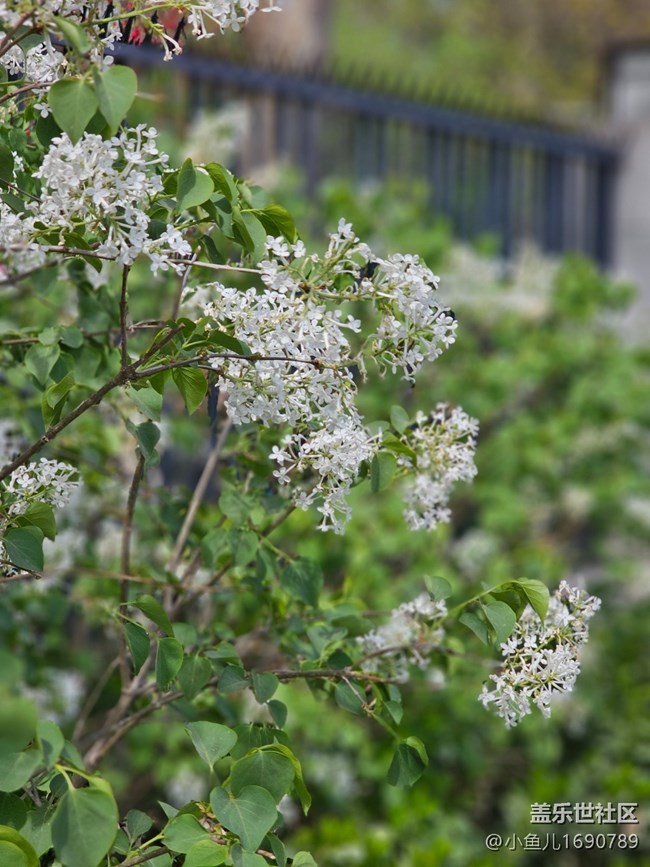【拈花拾趣】小花
