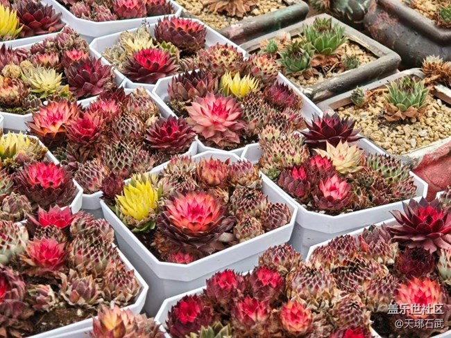 【Galaxy影像】#踏青+游玩