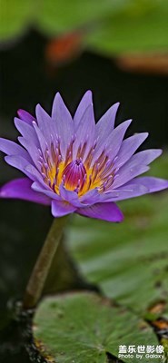 三星手機隨手拍