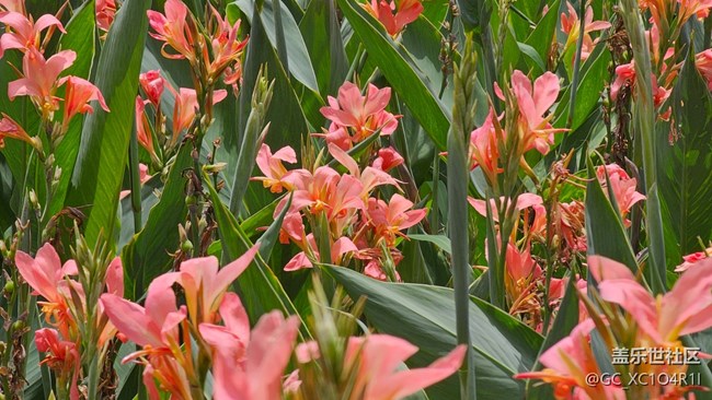 【花花世界】美人蕉開了