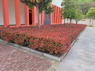 付出努力，等待奇跡