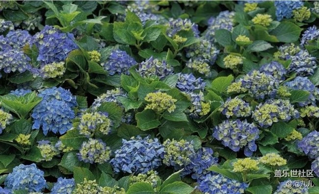 【春日盛景】百花香