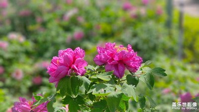 【洛陽牡丹甲天下】