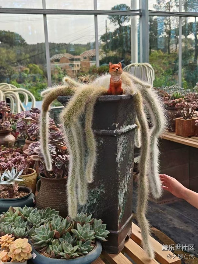 【Galaxy影像】#踏青+游玩