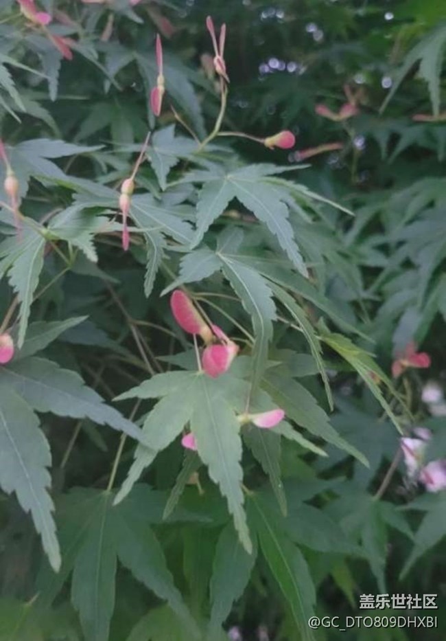 【春色撩人】花花