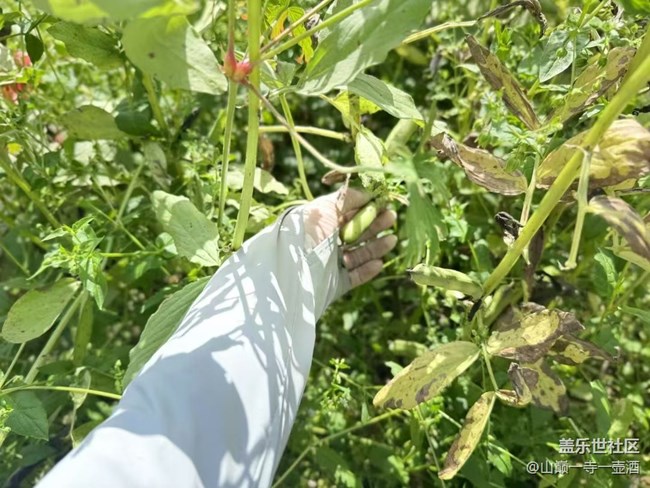 【Galaxy影像】#踏青+干農(nóng)活