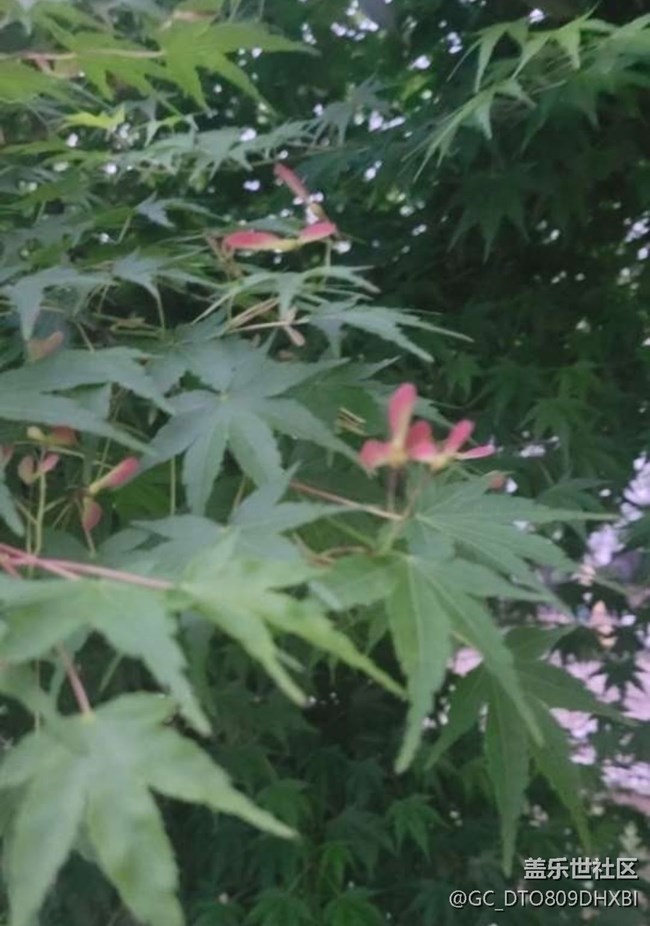 【春色撩人】花花