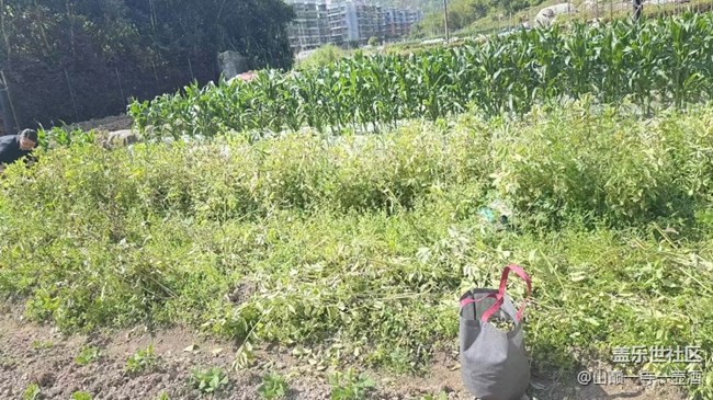 【Galaxy影像】#踏青+干農(nóng)活