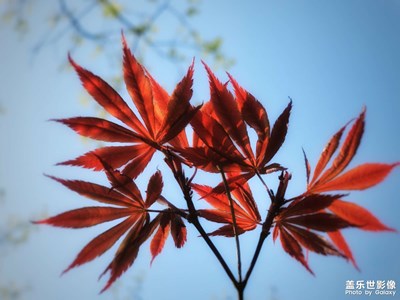 最美人間四月天