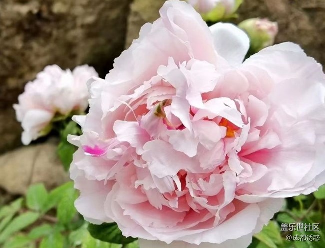 【春日盛景】花王盛開(kāi)