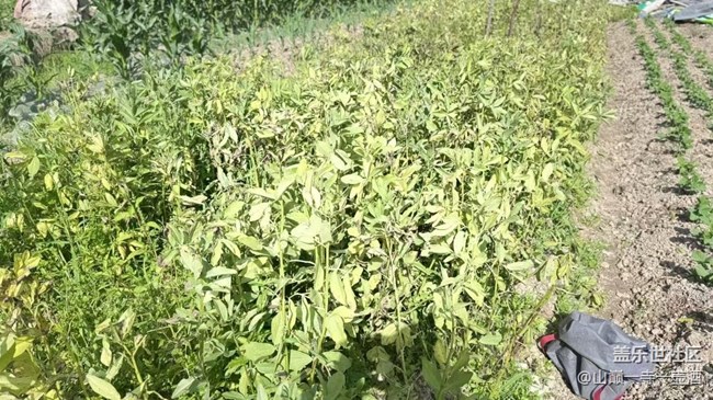 【Galaxy影像】#踏青+干農(nóng)活