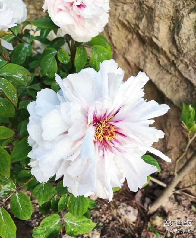 【春日盛景】花王盛開(kāi)