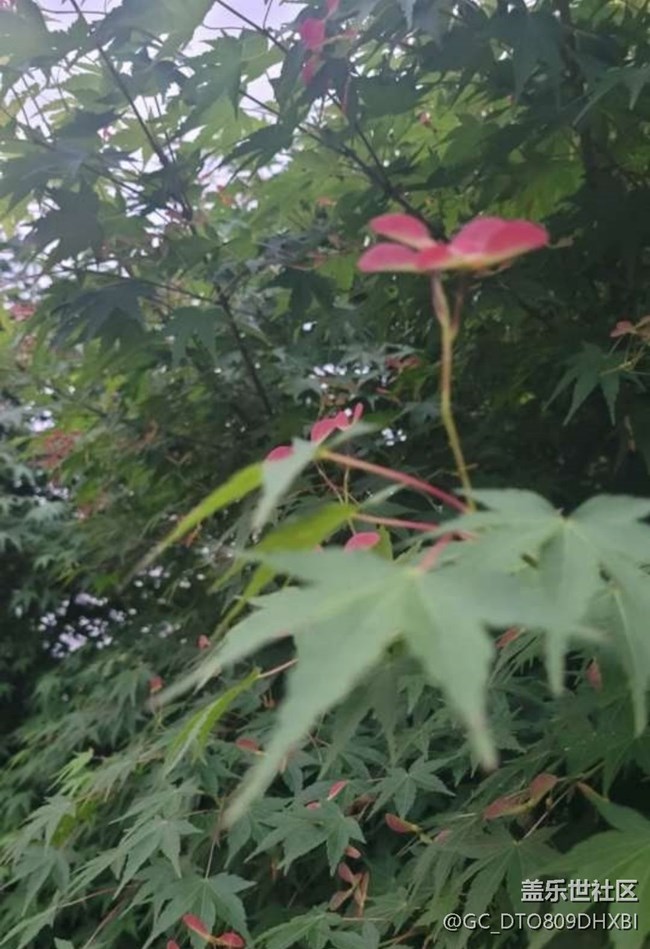 【春色撩人】花花