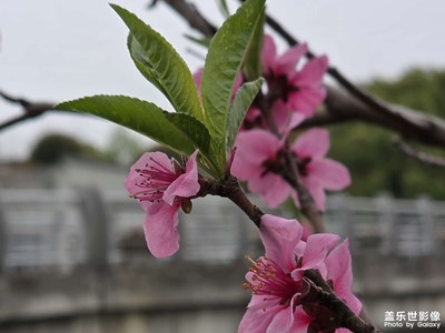 【拍有創(chuàng)意】+灼灼桃花，綻千年風(fēng)華