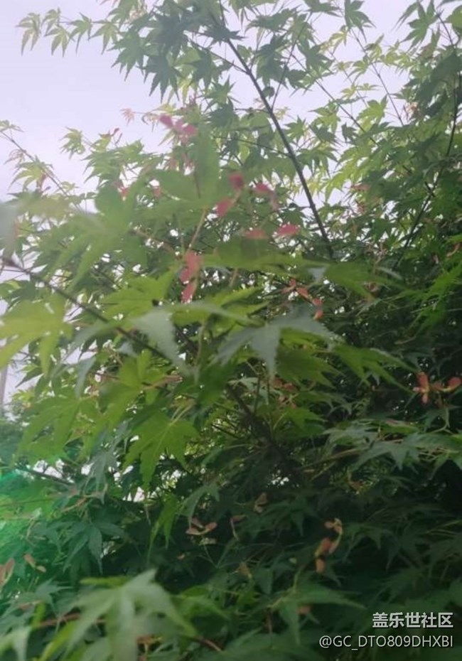 【春色撩人】花花