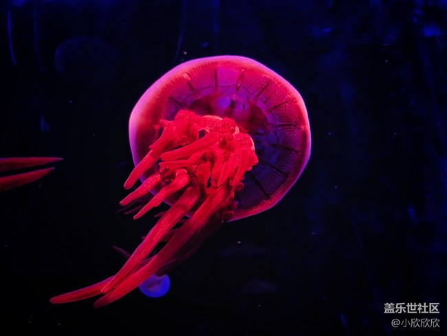 海洋王國線下攝影活動