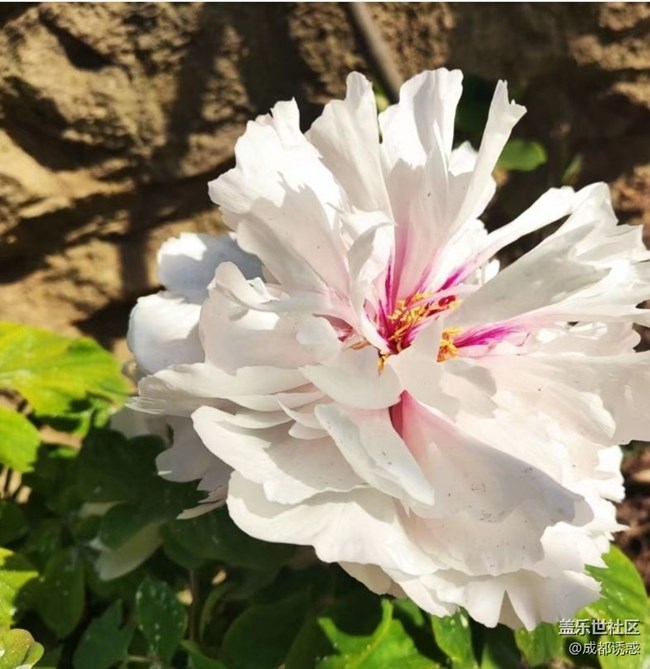 【春日盛景】花王盛開(kāi)