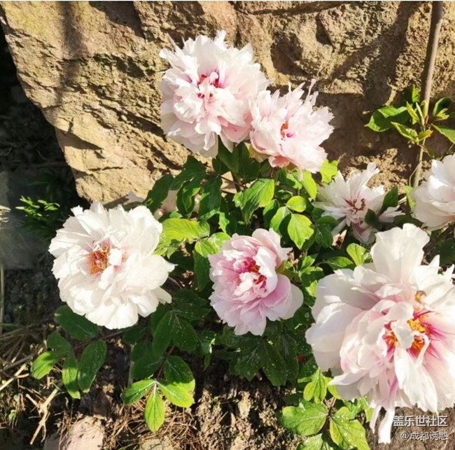 【春日盛景】花王盛開(kāi)