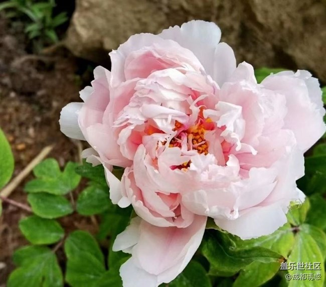 【春日盛景】花王盛開(kāi)