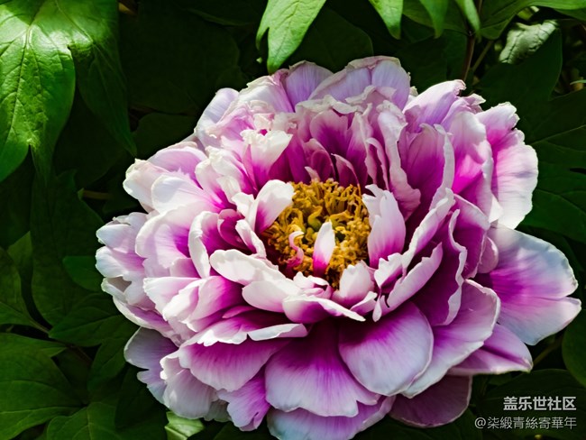 【兩億看神都】鄭州星部落線下活動(dòng)回顧