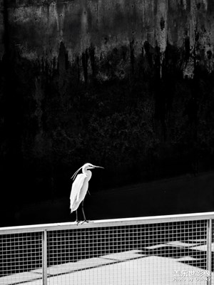 【拍有創(chuàng)意】+掃街隨拍