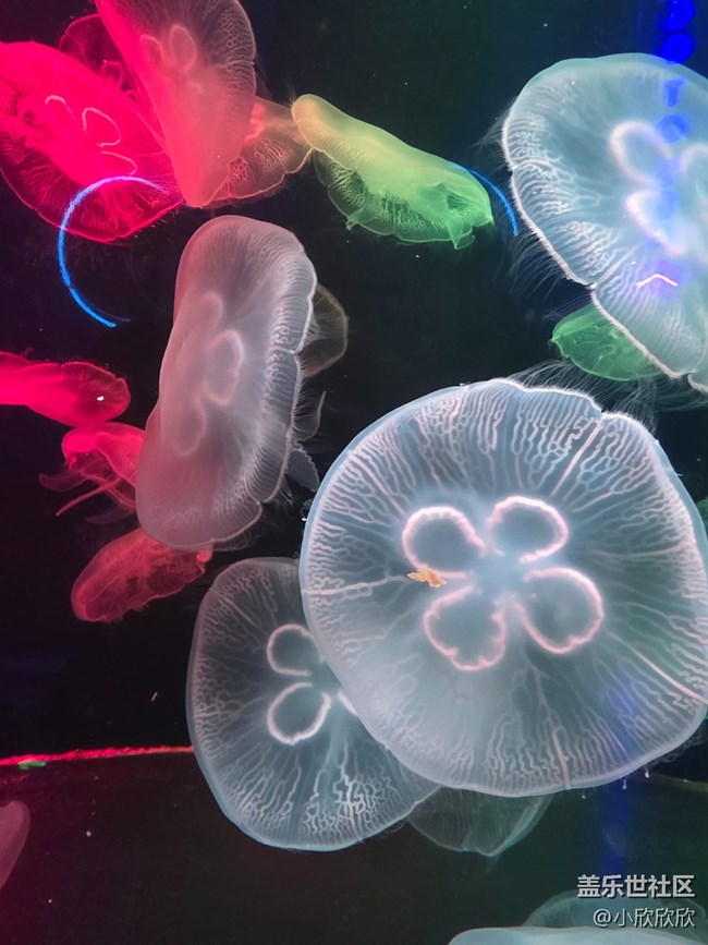 海洋王國線下攝影活動