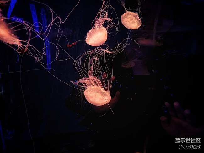 海洋王國線下攝影活動