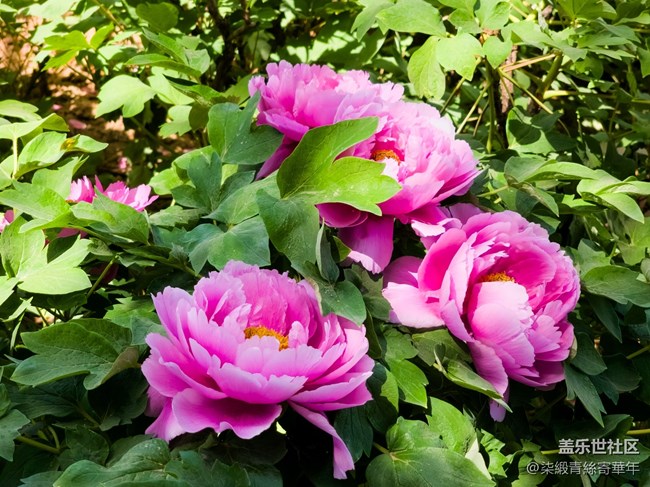 【兩億看神都】鄭州星部落線下活動(dòng)回顧