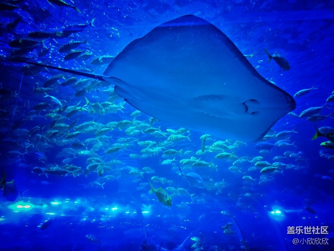 海洋王國線下攝影活動