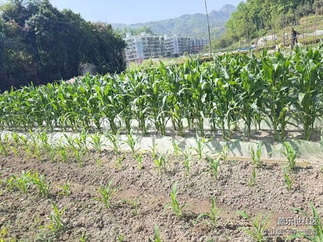 【Galaxy影像】#踏青+干農(nóng)活