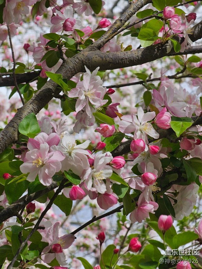 【拈花拾趣】花美