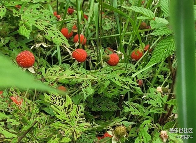 【春色撩人】野果